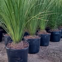 Moréias cultivadas em vasos
