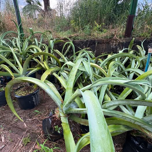 Plantas ornamentais cultivadas no viveiro