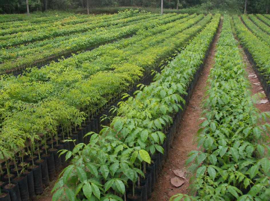 Pau-brasil - Plantas nativas